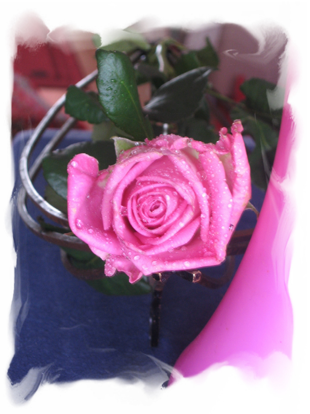 Vaaleanpunainen ruusu, jossa vesipisarat kimaltavat.