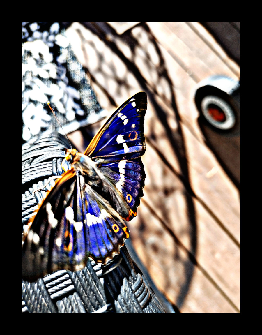 Perhosen siivet hohtivat auringossa metallisina. Perhoset ovat kauniita.
