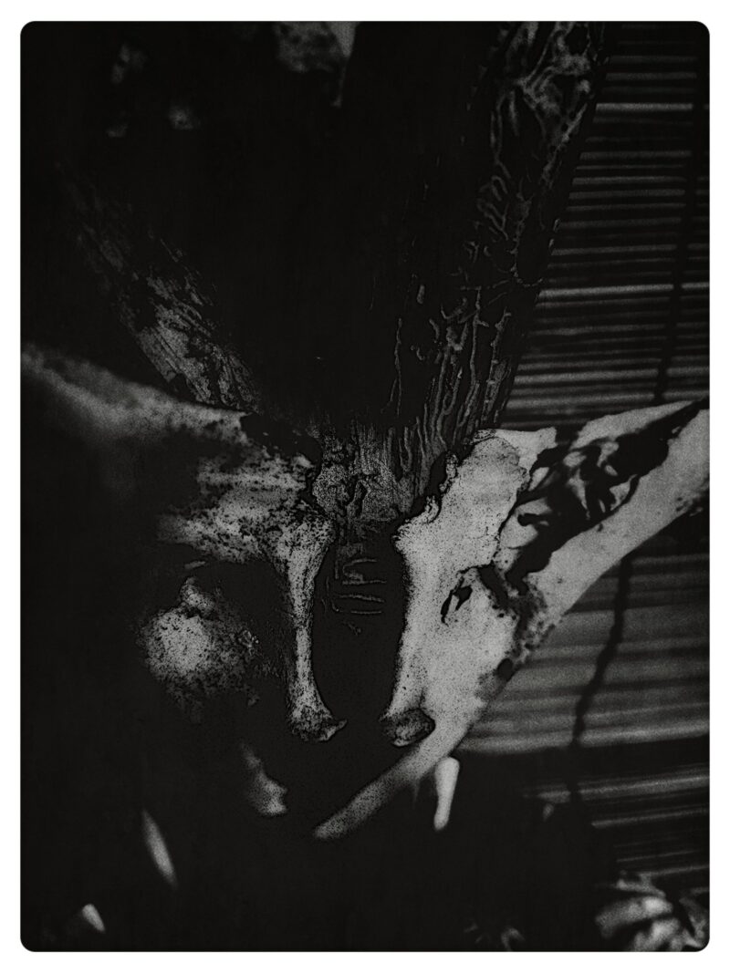 Read more about the article Pyhästä pyhään